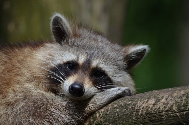 Nurse In Kentucky Saves Drunk Baby Raccoon Using CPR