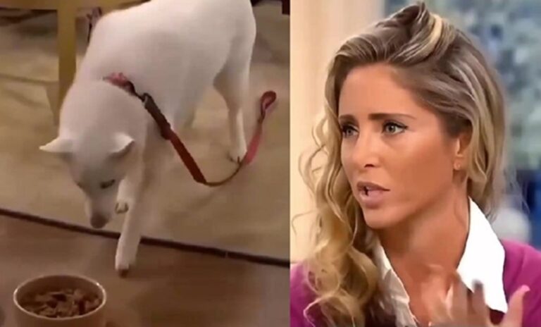 Woman claimed dog was vegetarian, but husky got the last laugh